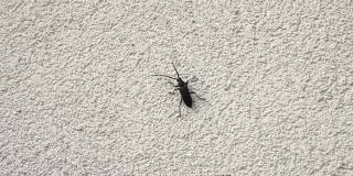 一只在墙上行走的魔羯座甲虫