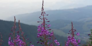 柳兰花在山脉的背景下盛开