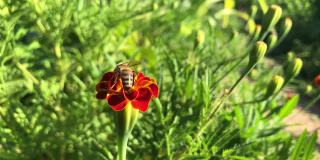 蜜蜂从花中采蜜