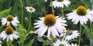 蜜蜂，大黄蜂飞过雏菊或甘菊，白色花朵的特写。视频4 k的决议