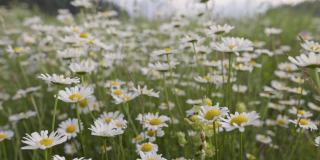镜头穿过一片长满在风中摇曳的白色雏菊的草地。长满鲜花的高山草地。散步、休息、娱乐。夏天花的背景