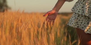 一个穿着裙子的年轻女子走过一片成熟的麦田，用手触摸着一根金色的麦穗