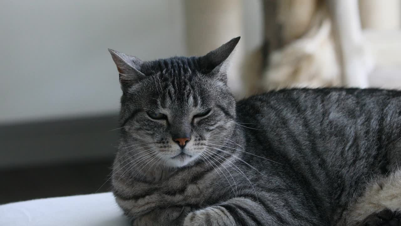 典型的斑纹猫在窝里放松