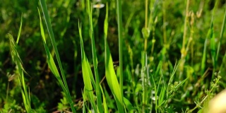 春天新开的绿草