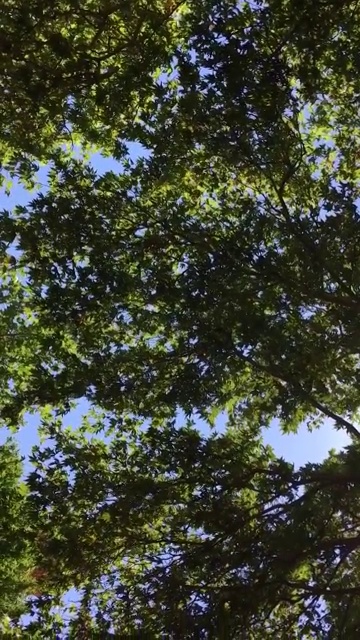 森林，树木，放松视频