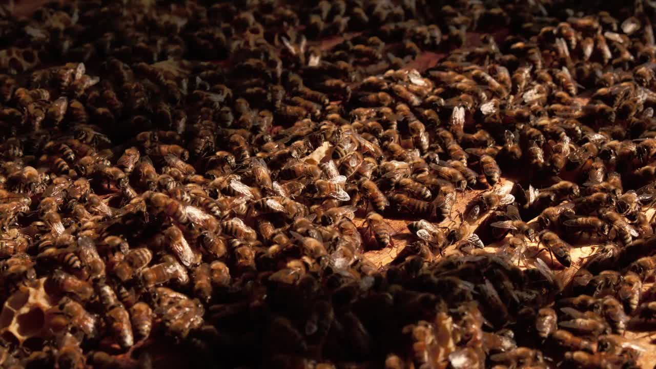 一个蜂巢里的一大群蜜蜂的极端特写镜头。