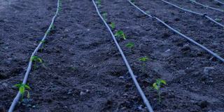番茄幼苗滴灌系统
