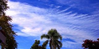 时间流逝快速移动的云对一个漂亮的蓝天棕榈树和蓝花楹树在风中摇曳Ashbury悉尼澳大利亚