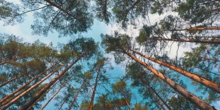 在美丽的针叶林松树林冠。底部视图广角背景。老格林伍德森林。松树的树干和树枝