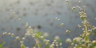 湖边草地的特写镜头