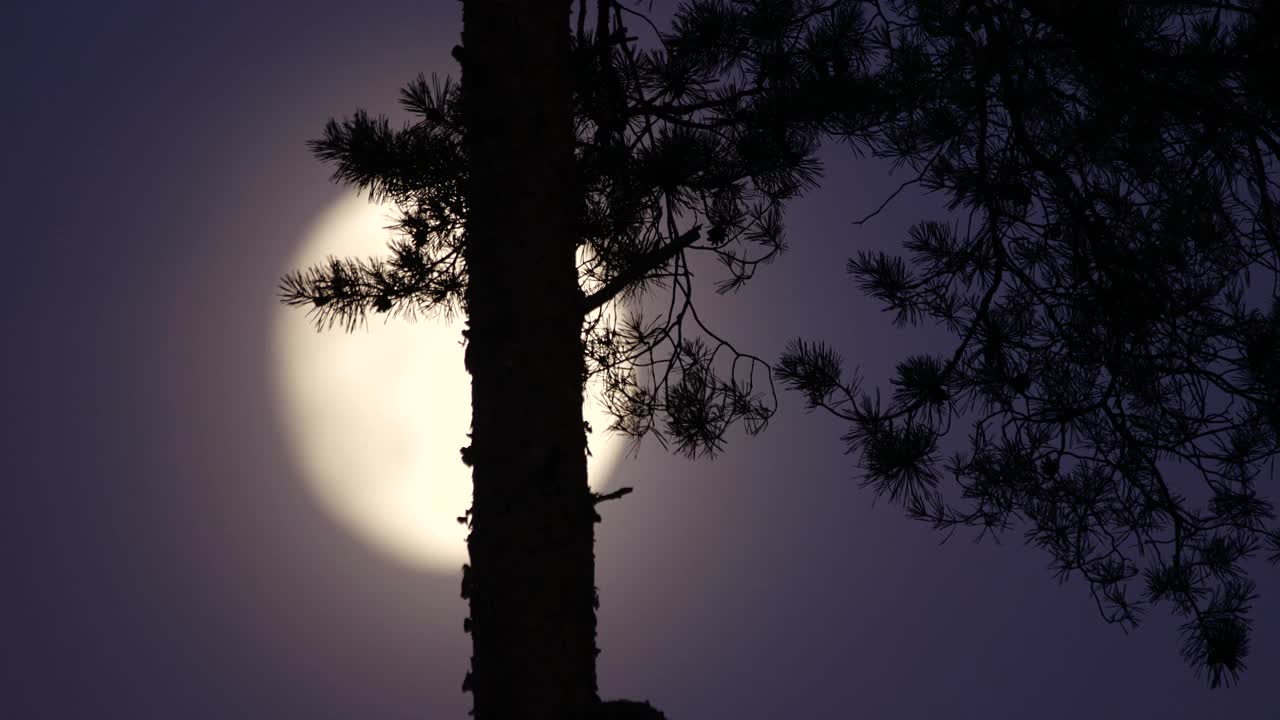 白俄罗斯松树林的月亮