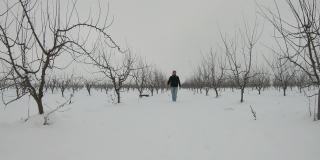 农夫站在他那大雪覆盖的大果园里