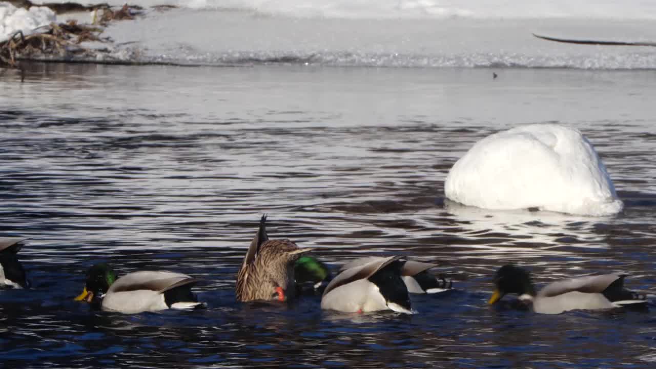疣巴天鹅(天鹅色)洗和游泳，白俄罗斯