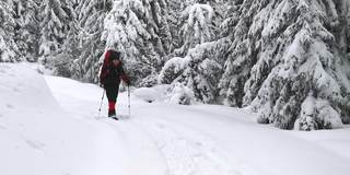 一名背着背包的游客在白雪皑皑的森林里走着。前视图。