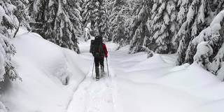 一名背着背包的游客在白雪皑皑的森林里走着。后视图。