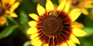 在夏日阳光明媚的花园里，辛勤劳作的小蜜蜂从黄色的红蕊花上采集花粉。