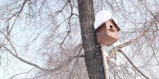 木制鸟笼挂在树上，树上覆盖着积雪。帮助鸟类的概念