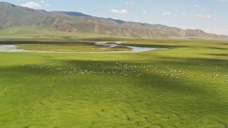 阳光明媚的巴音布鲁克草原和黑头羊。视频素材模板下载