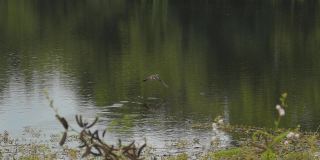 小鸣禽在湿地中飞翔。