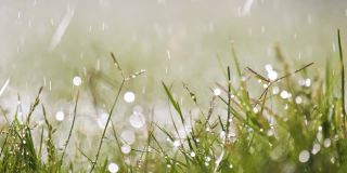 夏天，雨滴落在绿草上的特写。
