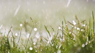夏天，雨滴落在绿草上的特写。视频素材模板下载