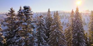 令人惊叹的冬季景观与松树的雪覆盖森林在寒冷的雾山在日出。