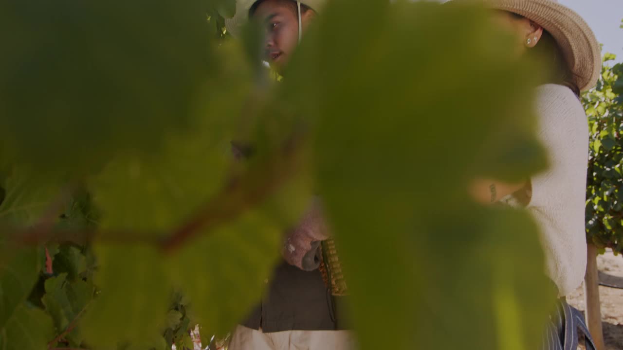 两个年轻人在葡萄园里摘水果的4k视频