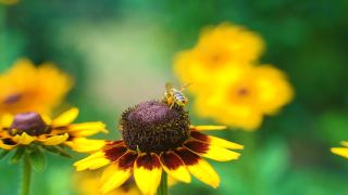 在夏日阳光明媚的花园里，辛勤劳作的小蜜蜂从黄色的红蕊花上采集花粉。视频素材模板下载