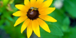在夏日阳光明媚的花园里，辛勤劳作的小蜜蜂从黄色的红蕊花上采集花粉。
