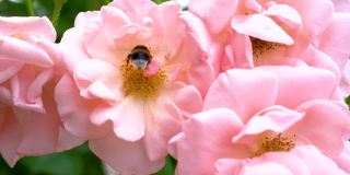 在夏日阳光明媚的花园里，辛勤劳作的小大黄蜂从粉红色的玫瑰花丛中采集花粉。