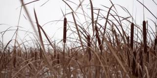 在雪天的冬日里，香蒲植物和干草在田野里用特写和慢镜头拍摄
