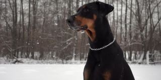 温顺的大狗在冬天的雪林里散步的特写和慢镜头