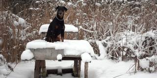 冬日里，狗狗坐在冰封的江面上的木浮筒上，在雪花飞舞中缓缓前行