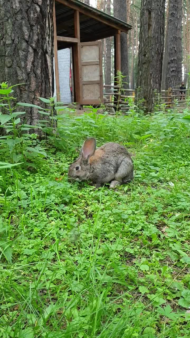 棕色毛茸茸的家兔，大耳朵坐在绿色的森林空地上，在春天或夏天季节特写，复活节兔子。垂直