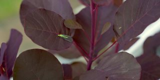 一种小昆虫，普通的绿色草蛉(草蛉属)，稳定地栖息在烟熏树或烟熏灌木(山茱萸属)的叶子上。夏日慵懒的一天在花园里。