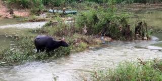 水牛在NGAO，南邦市，泰国。傍晚大雨过后，水牛在河边的草地上吃草。