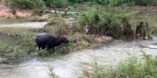 水牛在NGAO，南邦市，泰国。傍晚大雨过后，水牛在河边的草地上吃草。