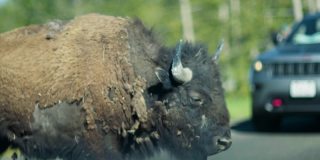 黄石国家公园中野牛过马路的特写慢动作电影