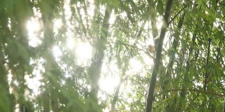 阳光竹树