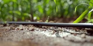 在农场安装滴灌系统，通过让水慢慢滴到植物的根部，有节约水和营养的潜力。通过阀门和管道网络来分配水。