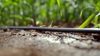 在农场安装滴灌系统，通过让水慢慢滴到植物的根部，有节约水和营养的潜力。通过阀门和管道网络来分配水。视频素材模板下载
