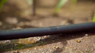 在农场安装滴灌系统，通过让水慢慢滴到植物的根部，有节约水和营养的潜力。通过阀门和管道网络来分配水。视频素材模板下载