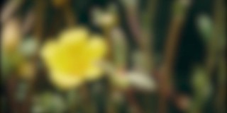 泰科马斯坦黄铃花热带关闭。模糊聚焦散景运动。自然背景画面。
