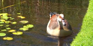 两只漂亮的棕色鸭子在池塘里游泳的镜头
