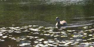 两只美丽的棕色鸭子在池塘里游泳和整理羽毛