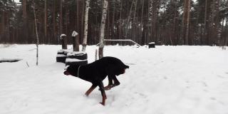 一只狗正在冬天的森林里，在特殊训练场地上慢悠悠地奔跑