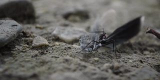昆虫蚂蚁拖食，动物自然野生动物镜头微距剪辑