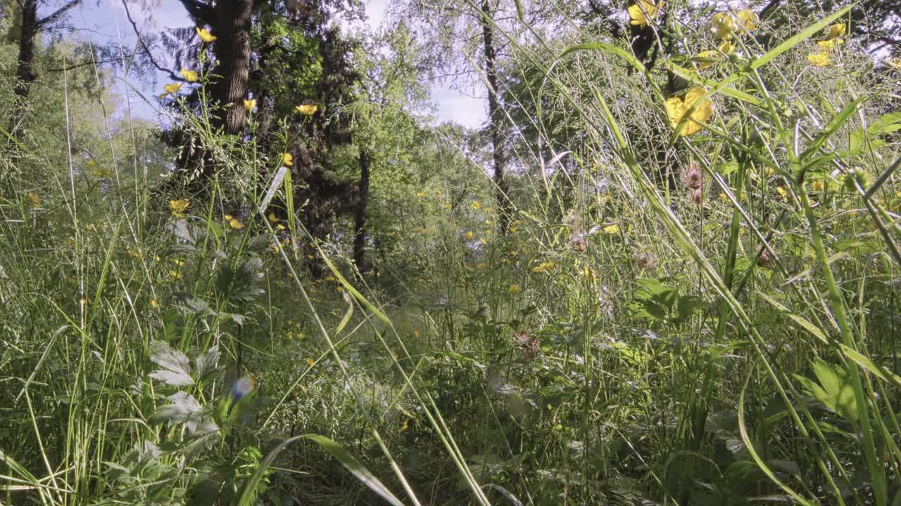 林间空地与黄花低角度全景