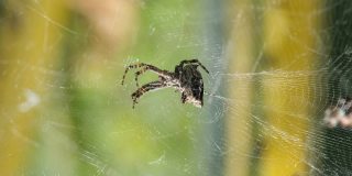 蜘蛛昆虫宏观视图，而狩猎他的网上野生生态系统，野生动物