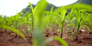 农业中的玉米幼苗。靠近种植地里的玉米叶子和芽。种植年轻的绿色玉米。